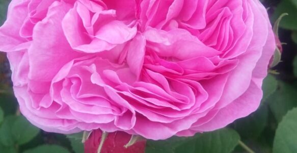 Soin de l’Âme Féminine
